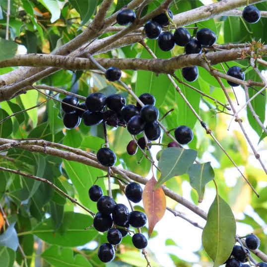 Shakshi6376's tweet photo. Syzygium cumini, commonly known as Jamun or Indian blackberry, is a tropical evergreen tree native to the Indian subcontinent. It belongs to the Myrtaceae family and can grow up to 30 meters tall. The tree produces small, oval fruits that are purple to black when ripe and have a sweet-tart flavor. Jamun fruits are rich in nutrients like vitamin C, iron, and antioxidants, and are often used in traditional medicine for their potential benefits in regulating blood sugar, improving digestion, and promoting overall health. The tree thrives in tropical and subtropical climates, often growing in moist, well-drained soils, and is also valued for its timber and ornamental appeal.