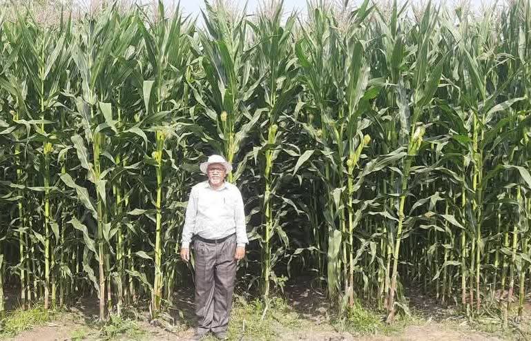 BDJade1's tweet image. फरक तो दिखता है बॉस - टपक सिंचाई और खुला सिंचाई पद्धती का मक्का के भुट्टे स्वयं बता रहे है !
मिशन मक्का उपज १०० कुंटल/एकड |
- डॉ.बी डी जडे, वरीष्ठ कृषी वैज्ञानिक,
जैन इरीगेशन सिस्टीम्स लि.
#AjitJisl #Anil_JISL #JainIrrigation