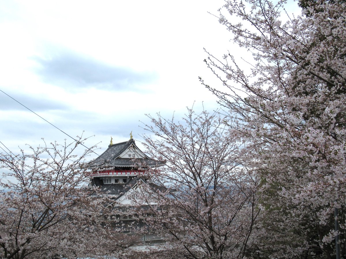 AtamiCastle's tweet image. 熱海城さくら開花状況です。本日お城の前は4分咲きから5分咲き昨日と変わりません。庭園は手前3分咲き奥は1分咲きです。 夜桜営業は庭園の桜がなかなか咲かない為今週後半あたりからになりそうです。#熱海城 #熱海 #開花 #桜 #さくら #夜桜 #ソメイヨシノ #Atami #sakura #Atamicastle