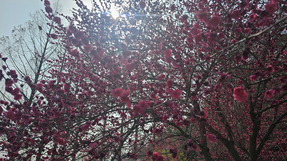 2025.03.31.
긴 여운을 남겼던 홍매화🌺