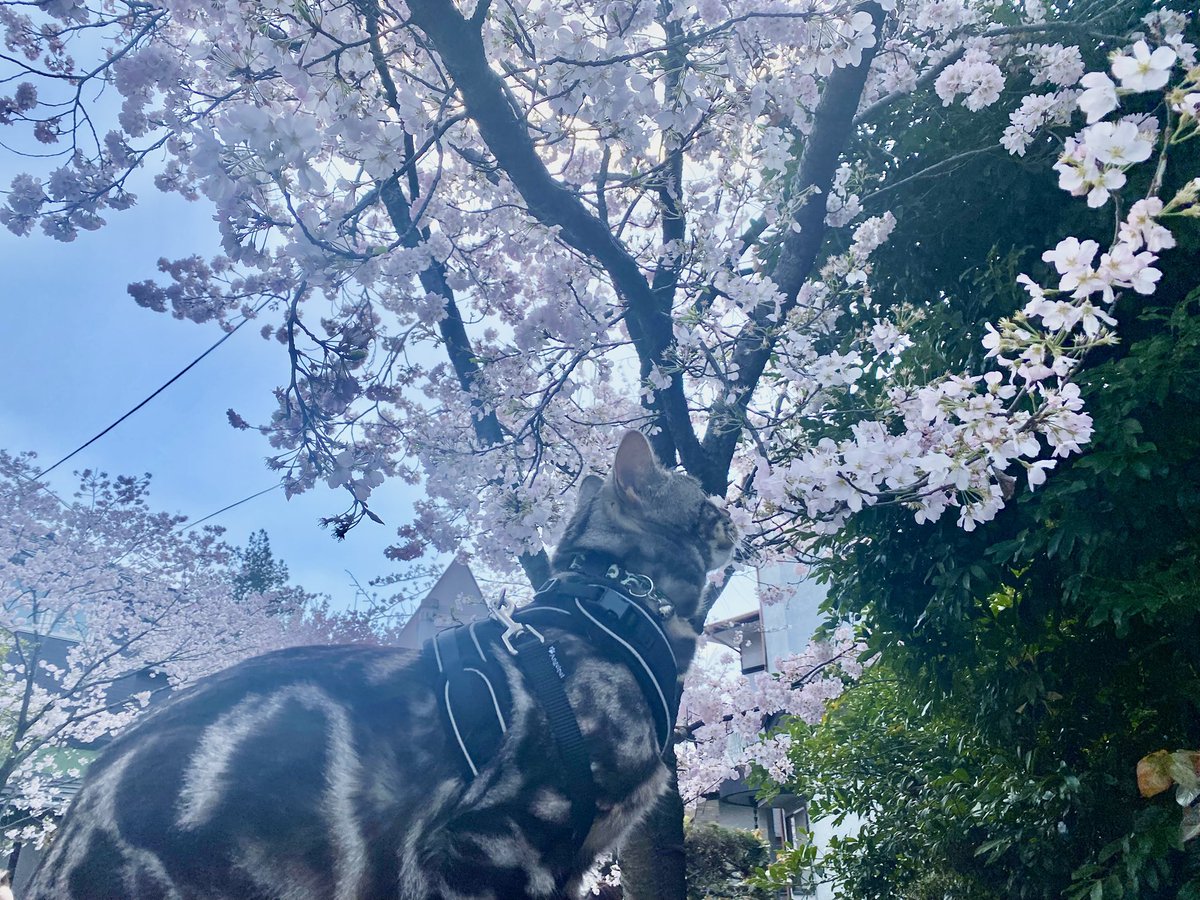 小森千沙 tweet media