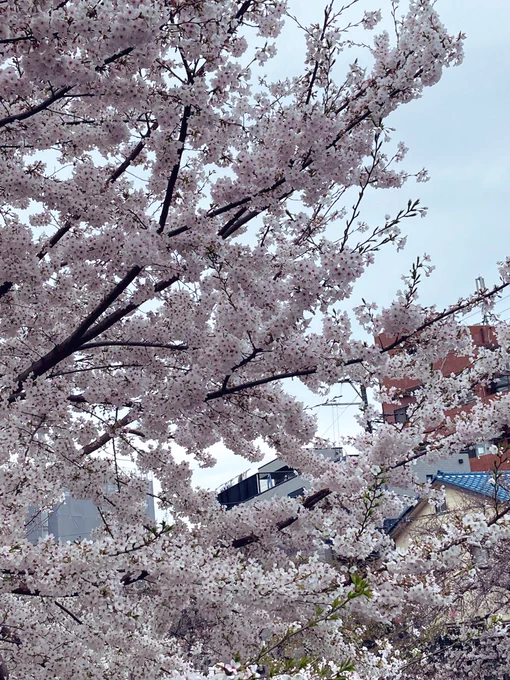 雨降る前に桜見物 気温の上がり下がりが激しかったせいか桜の咲き方がちょっと弱い