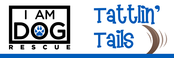 iamdogrescue's tweet photo. I Am Dog Rescue's 10 Years + New Car Raffle 🐶 Tattlin' Tails Update - https://t.co/2dc1aKtqr5 https://t.co/vsnyfTw3Bl