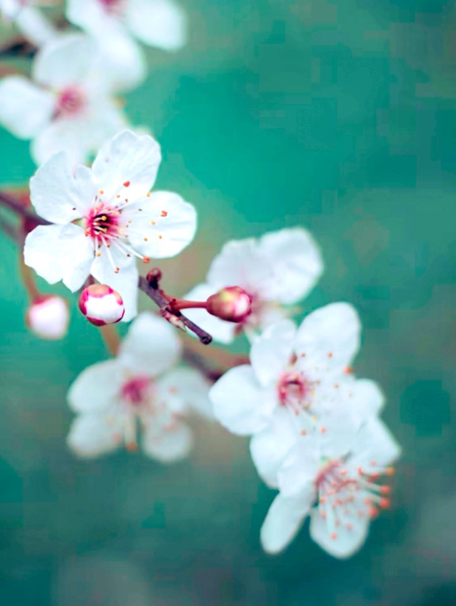雨宿り
　　上がりし
雨のち
　　花宿り
　　　Warabe Show🪶