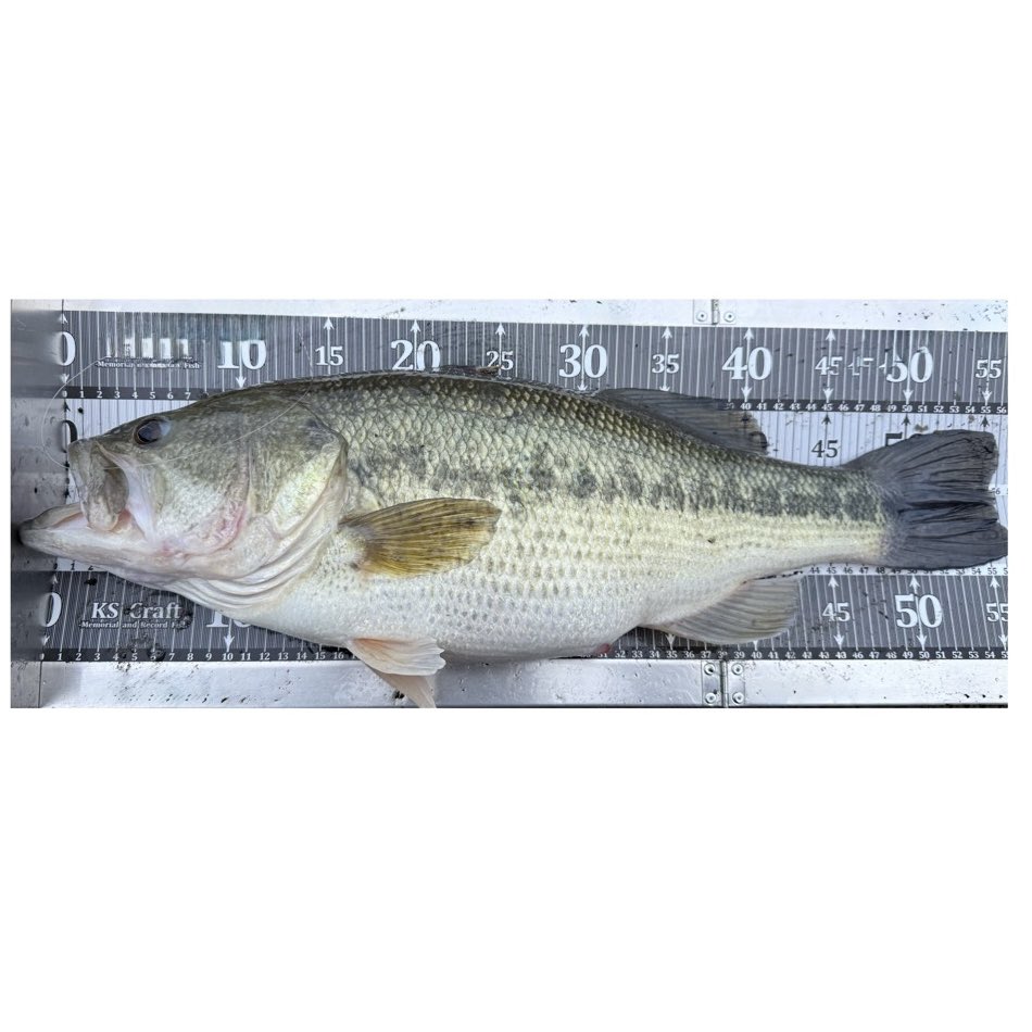 津久井湖。
3kgオーバー2本含め、6匹。
3月中にこんな釣りできるとはな〜