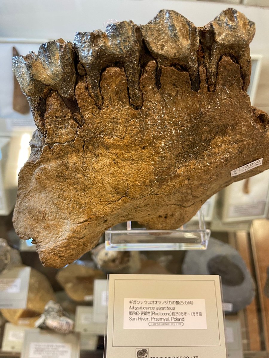 化石鉱物展】 こちらはギガンテウスオオツノジカの顎です🦌名前からし