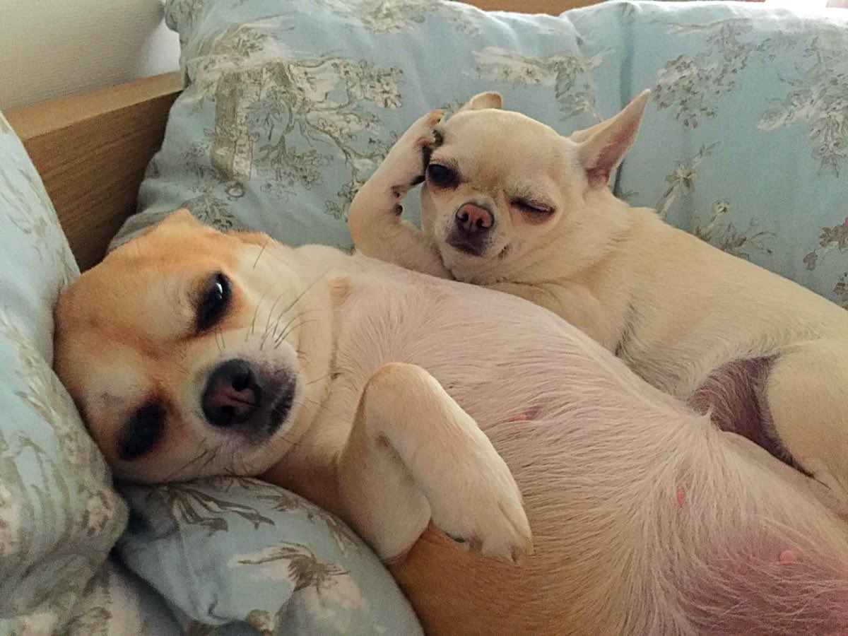 💖 (@twaniimals) on Twitter photo 