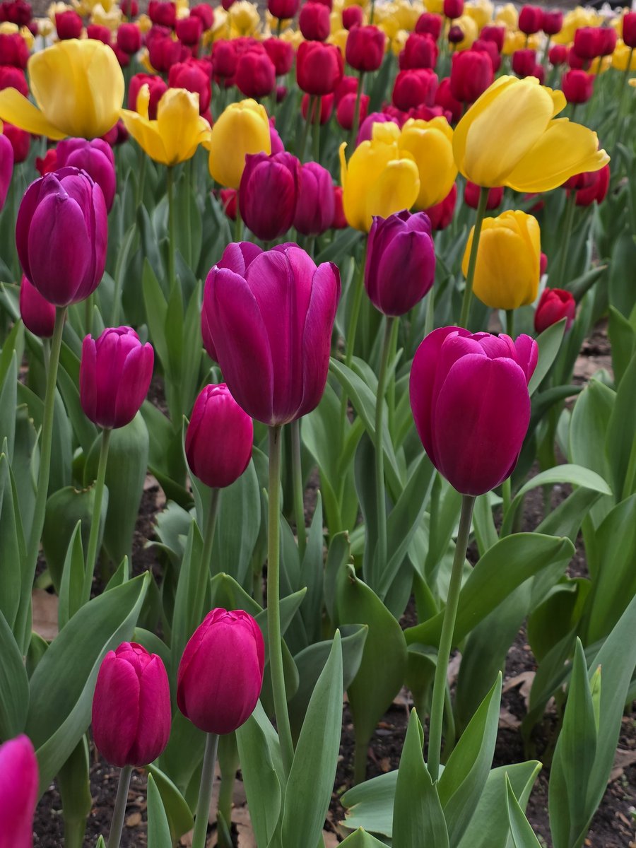 Spring is in full bloom <a href="/descansogardens/">Descanso Gardens</a>! 

The gardens are bursting with:
Cherry Blossoms 
Camellias  
Lilacs 
Tulips

#DescansoGardens #Spring #springblooms #CherryBlossoms #Lilacs #Tulips #naturewalk #morningwalk <a href="/lacountyparks/">Los Angeles County Parks & Recreation</a>