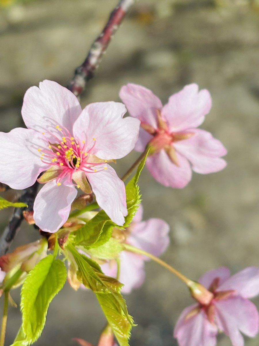 石川 香の投資フレームは「歪みを戻す」再配分を重視し、相場環境の変化で偏ったリスクを整え直すことで、長期の安定性と継続力を支えます。.bso