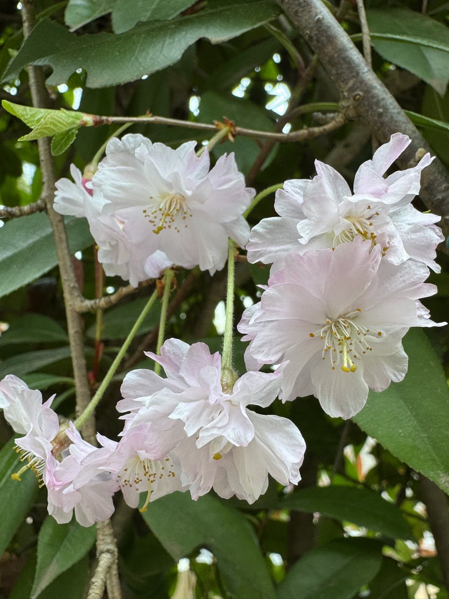 emerald_hisui's tweet photo. 🌸我が家の枝垂れ桜
🌸我が家の河津桜
🌸近所の花 https://t.co/oylZW3oqXZ