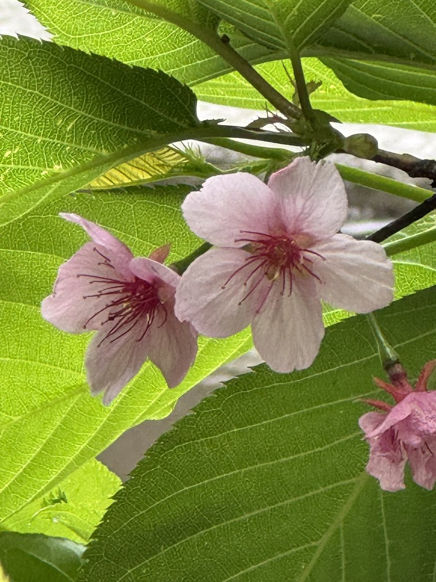 emerald_hisui's tweet photo. 🌸我が家の枝垂れ桜
🌸我が家の河津桜
🌸近所の花 https://t.co/oylZW3oqXZ