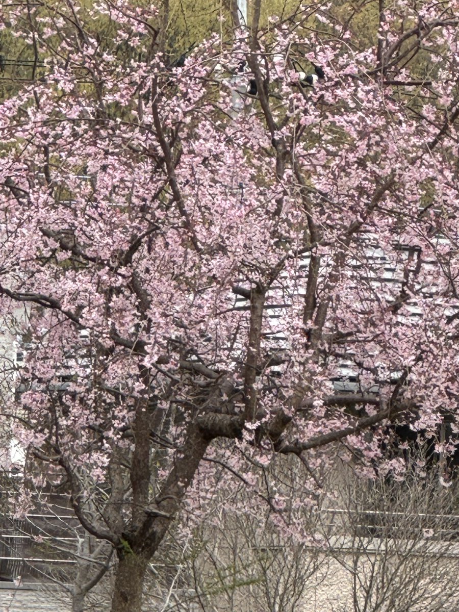 emerald_hisui's tweet photo. 🌸我が家の枝垂れ桜
🌸我が家の河津桜
🌸近所の花 https://t.co/oylZW3oqXZ