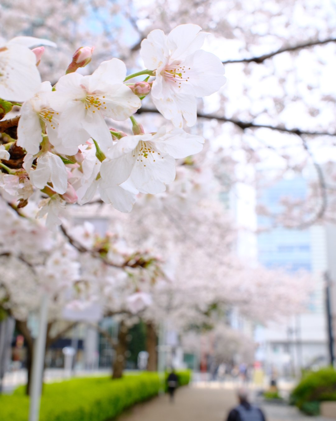 (未使用･未開封品)　さくら 〜花薫る日本の絶景〜 kmdlckf 花かおりうずまき 桜 – 株式会社薫寿堂