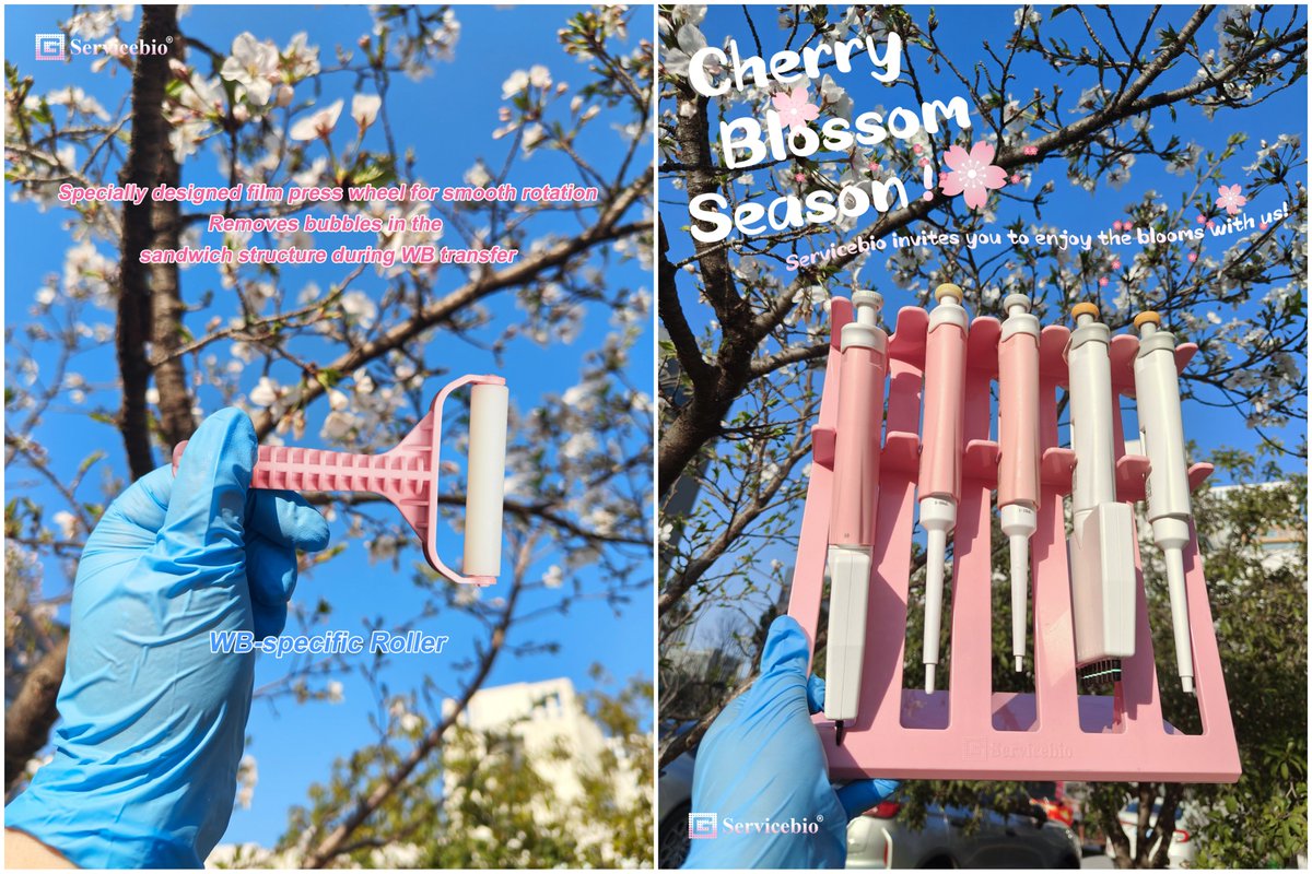 WUHANSERVICEBIO's tweet photo. 🌸 Lab looking blah? Cherry-blossom it!🌸
Want to add a touch of "cherry blossom pink" to your lab? Check out what we have to offer!🍀
#CherryBlossom #LabTools #Servicebio #LabSupplies https://t.co/RFNzqMm0xk