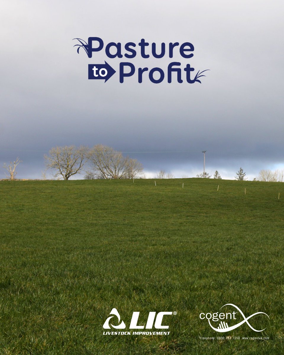 UK herbage analysis shows that ryegrass-dominant winter swards can contain:
 12.5 ME
 20% dry matter
 25% protein

That’s comparable to expensive bought-in feed, but it’s already growing on your farm!

Read more: cogentuk.com/news/unlock-yo…