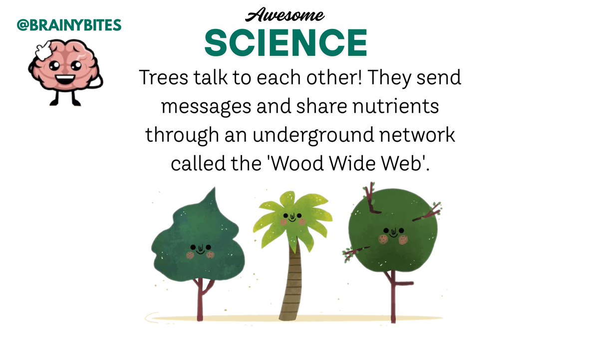 kidXbrainybites's tweet photo. 🌳 Nature's Internet: Trees communicate &amp; share resources through an underground fungal network dubbed the "Wood Wide Web" ���

Explore our collections: https://t.co/w3cEfghLA2

 #Science #Nature #DidYouKnow https://t.co/RrYsAa2QeR