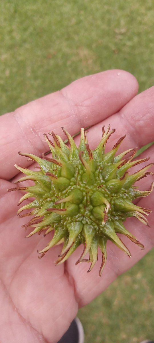 ShaneSm46713498's tweet image. #Pointed seed pod.🌲