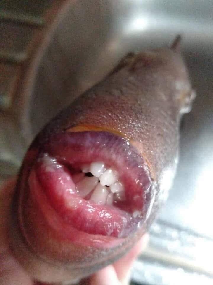 nighttone187's tweet photo. @EastKanyeYE Fish face https://t.co/pw6QIKoJ5u