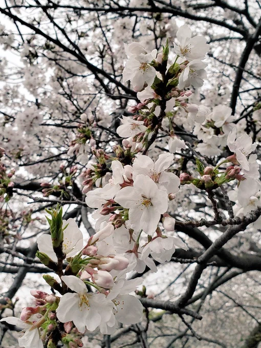 桜を撮ったよ天気悪いけどこれからずっと天気悪そうなので、もう咲いている内に青空は見れないかもね 