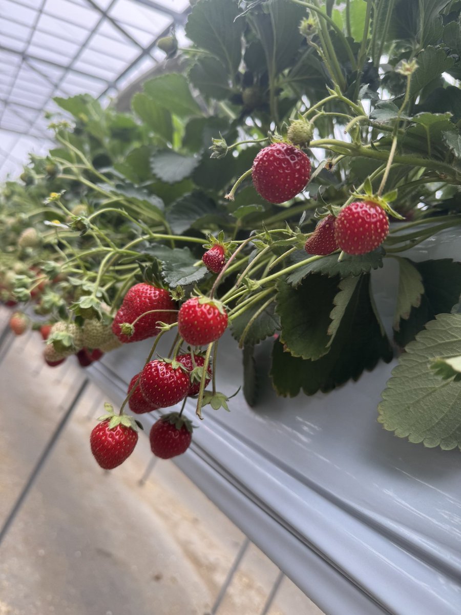 いちごおいしい🍓