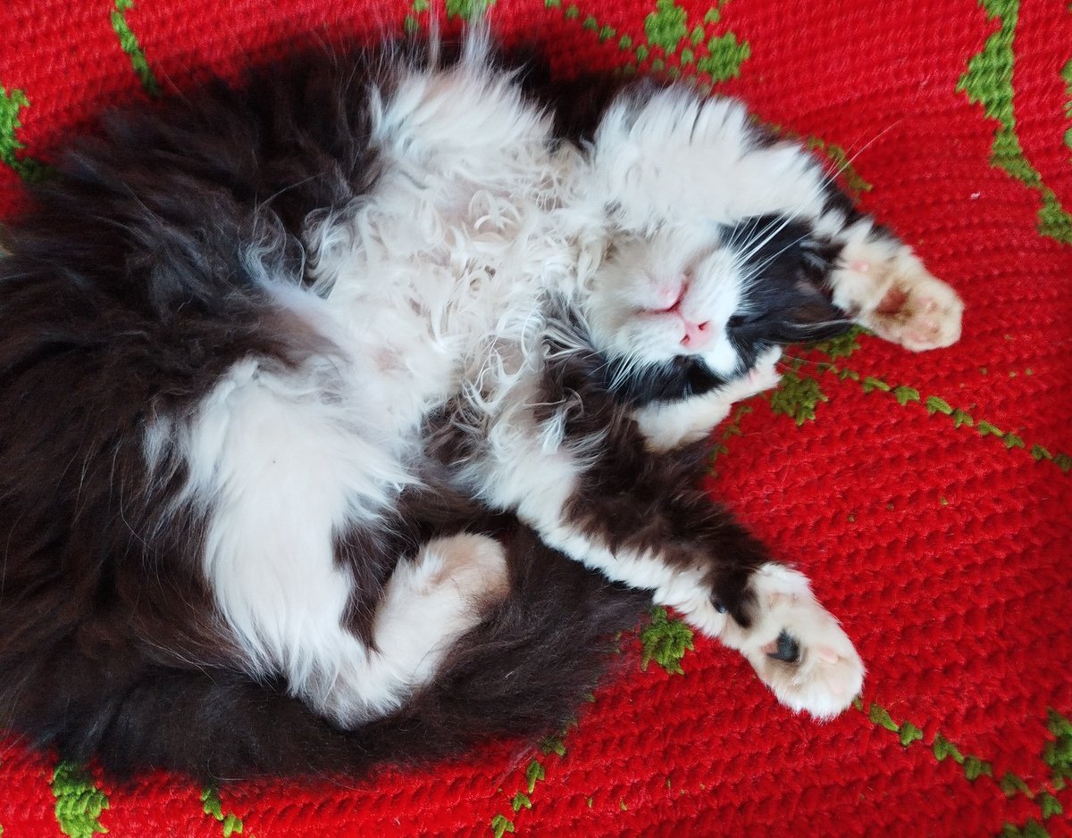 AntaMicha's tweet image. Τσαγκαροδευτέρα....🥺