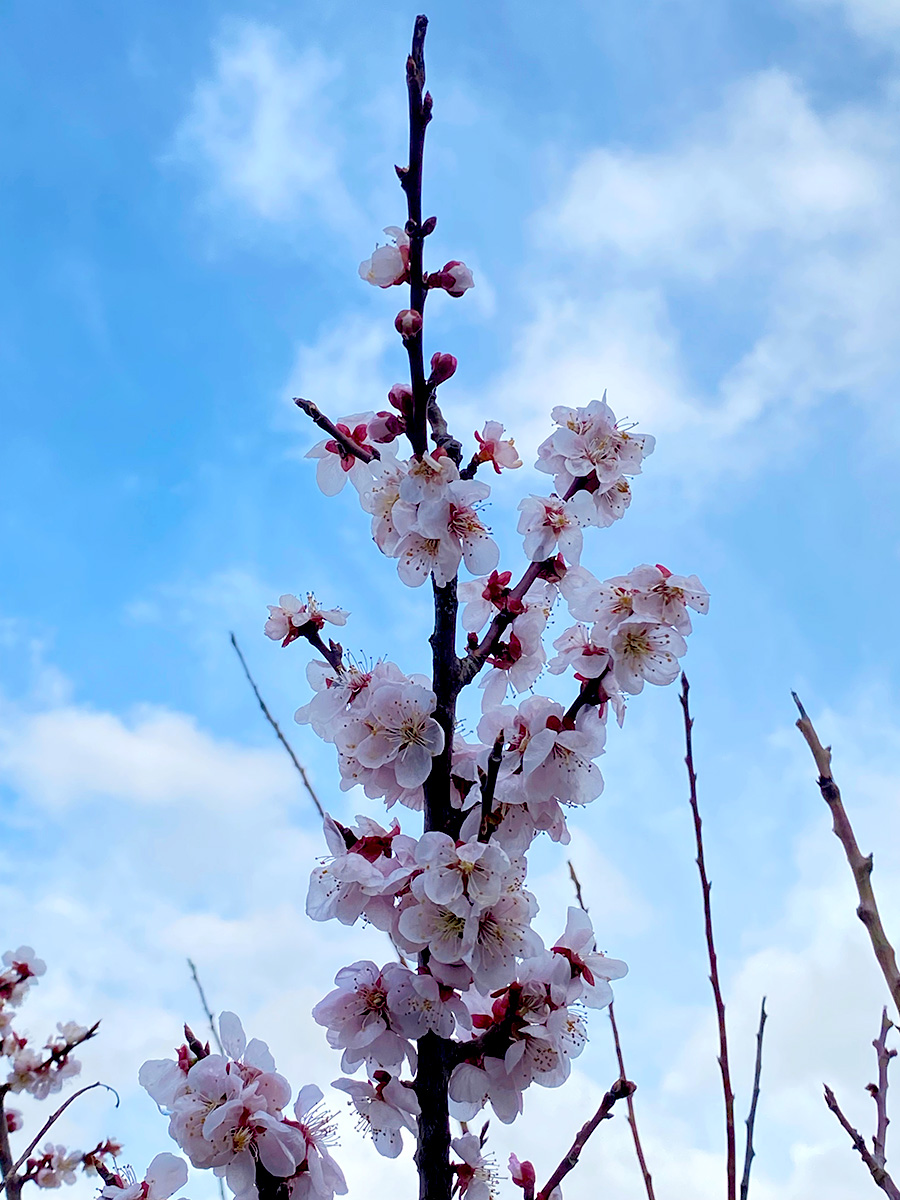 akiraaaaaart's tweet image. 昨日ジョギング中に
撮った梅の花🌸
#iPhone11Pro
