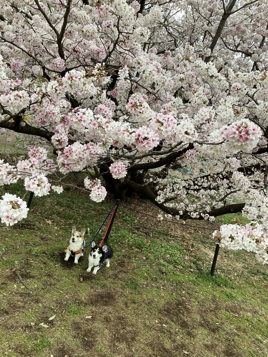 ありがとうございました(*^^*)
今年も桜🌸ゼロは見れました🌸*･
このところ少しゼロの様子が…散歩を嫌がりイビキも酷くちょっと痩せました…
今度の日曜日HD6月大学です

やはりゼロは🌸大好きなんですね🌸この笑顔最高🌸
時間の許す限り見せてやりたいと思います🌸