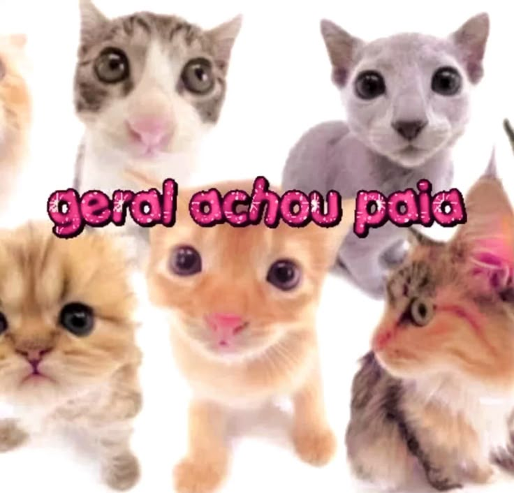 perfil dedicado a gatinhos e peitos (@odeiootaco) on Twitter photo 