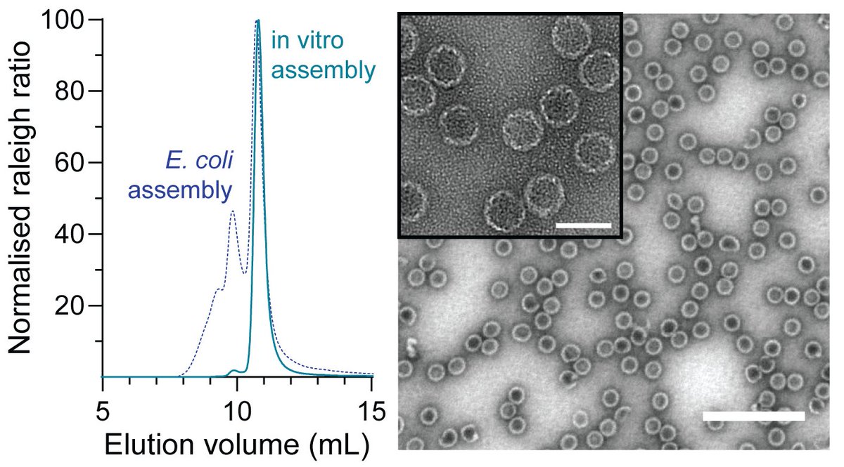 Yu Heng Lau (@yuhenglau) on Twitter photo Our paper on in vitro assembly and packaging of encapsulin protein cages is now accepted in <a href="/angew_chem/">Angewandte Chemie</a> 🥳
onlinelibrary.wiley.com/doi/10.1002/an…
Congrats <a href="/taylorszyszka/">Dr Taylor Szyszka</a> for leading the charge, along with all our team members and collaborators Our paper on in vitro assembly and packaging of encapsulin protein cages is now accepted in <a href="/angew_chem/">Angewandte Chemie</a> 🥳
onlinelibrary.wiley.com/doi/10.1002/an…
Congrats <a href="/taylorszyszka/">Dr Taylor Szyszka</a> for leading the charge, along with all our team members and collaborators