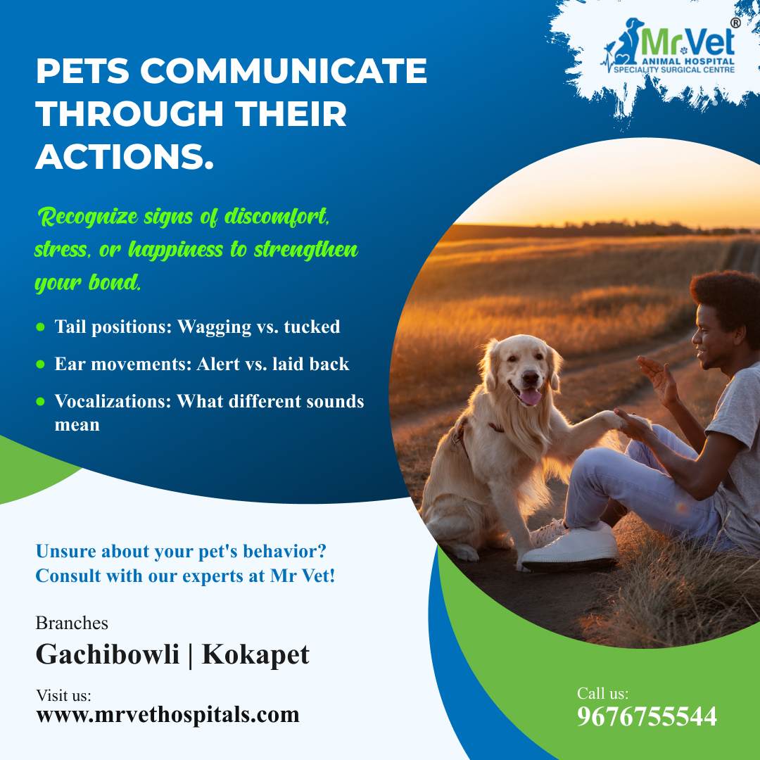 mrvethospital's tweet photo. Pets communicate through their actions. Recognize signs of discomfort, stress, or happiness to strengthen your bond.
Book your consultation today!
Call 📞 96767 55544  or visit us. https://t.co/xnBVkovWUB
#petcare #PetCareServices #petcaretips #petcareservices https://t.co/IWwzu595eT