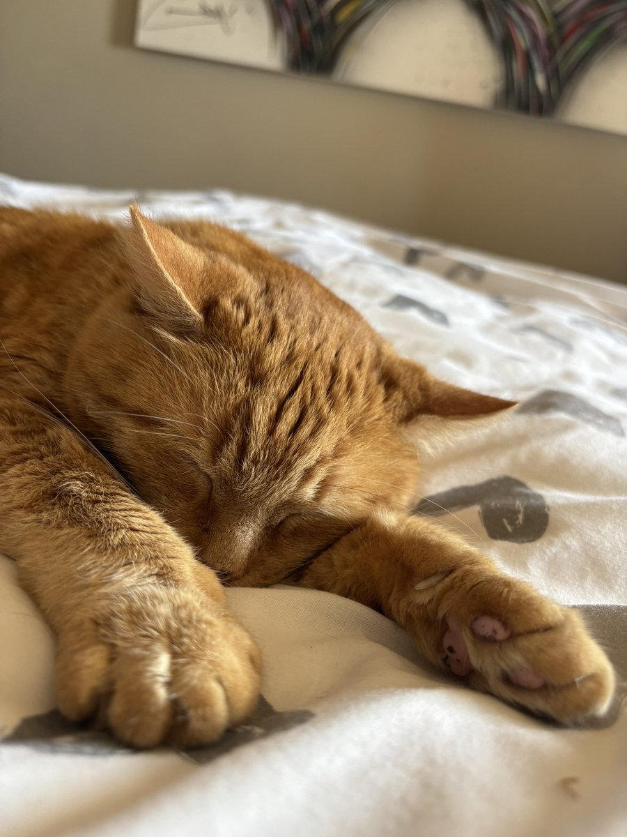 EddieBearCat001's tweet image. Happy Monday friends 😻😻😻 lets have a fantastic week #catsofworld #CatsOnTwitter #Gingercat #AdoptDontShop #CatsOfX #CatsOfTwitter #GoodMorning #MondayMorning #sleepy