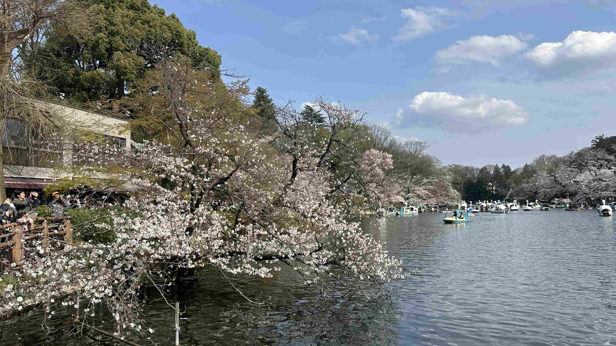 The_Japan_News's tweet photo. Cherry Blossoms in Tokyo’s Inokashira Park in Full Bloom; Bustling with People Enjoying Hanami Parties https://t.co/02bkym0br7 https://t.co/YQSLA8RbwB
