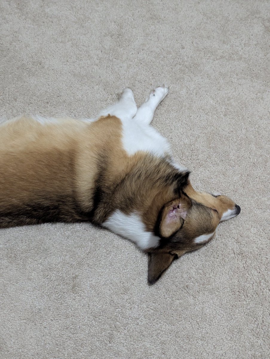 JustDrewMane's tweet photo. My "co-editor" is sleeping on the job... ridiculous 😜🐾 #editingsession https://t.co/EHLn7xvtNI