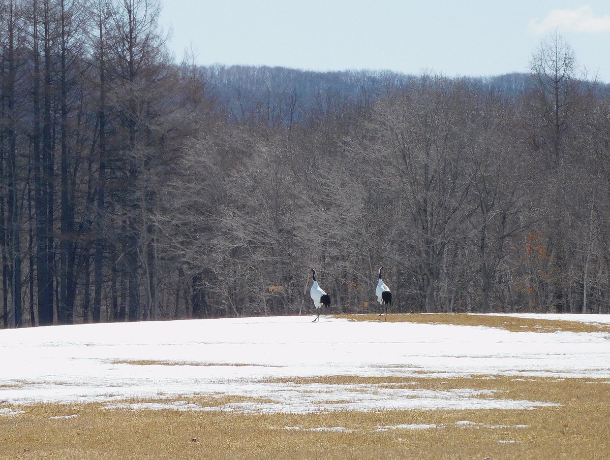 ネイチャーセンターは本日より9/30まで夏季閉館となりました。半年間ありがとうございました。今日は名残を惜しむように1つがいが飛来しました。これからタンチョウ達は各地で新しい繁殖が始まります。