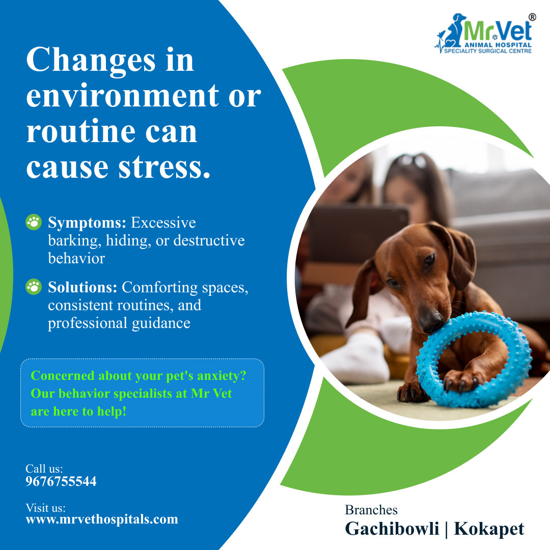 mrvethospital's tweet photo. Changes in environment or routine can cause stress.
Book your consultation today!
Call 📞 96767 55544  or visit us. https://t.co/xnBVkovp53
#petcare #PetCareServices #petcaretips #petcareservices #petcareprofessionals #petcareprovider #veterinary #VeterinaryCare #veterinaryclinic https://t.co/WNhkQwPiji