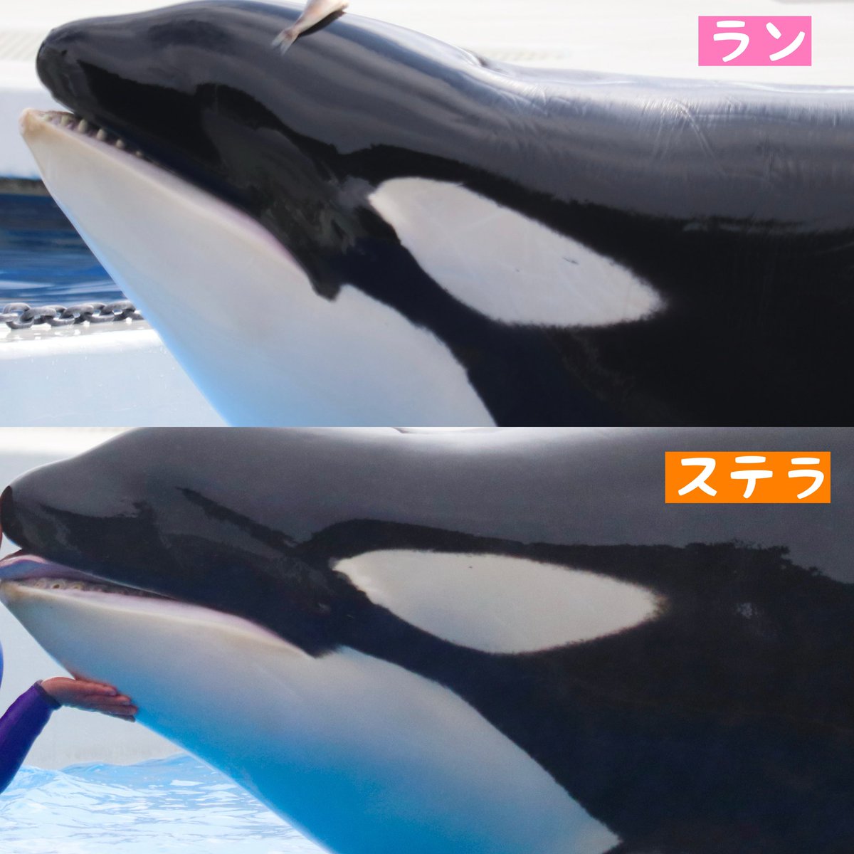 skmt_k906's tweet photo. ステラとランのアイパッチ比較作ってみました！よく見ると色んな違いがある！ https://t.co/kMyOJ34fBw