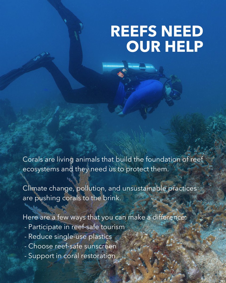 Corals aren’t plants or rocks—they’re animals! These tiny reef-builders are the foundation of entire ecosystems, and they need our help.
Click through to learn why corals are essential to ocean life and how we can protect them.
#CoralFacts #MarineScience #SaveOurReefs #ReefRescue