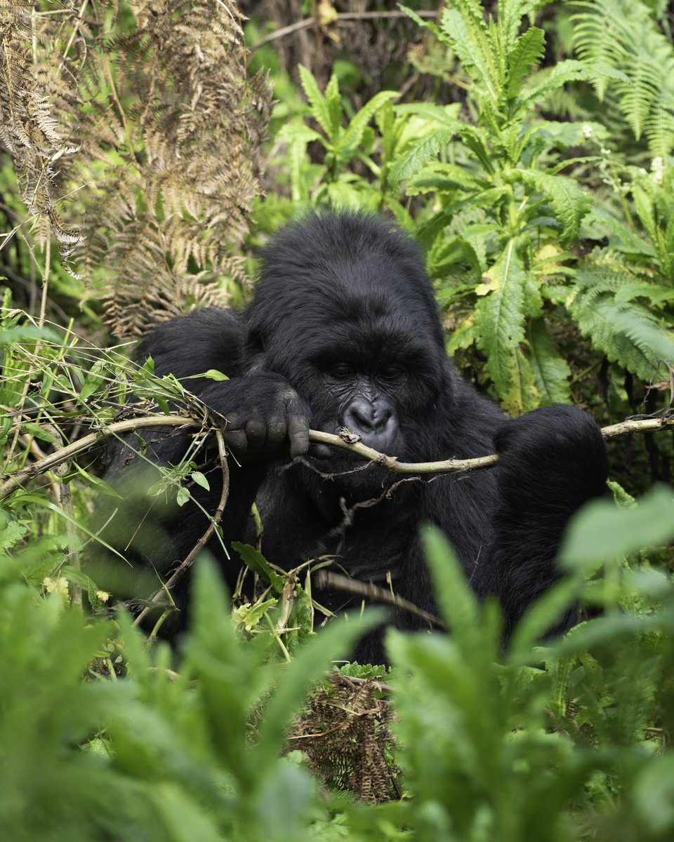 Encounter Africa Safaris (@encounterafric) on Twitter photo Did you know that we can organize a mountain gorilla trekking experience for you both in Uganda and Rwanda.
Contact our team for bookings.
Call: +256 772 197 157
Email: info@gorilla-tracking-uganda.com
#gorillatrekking #gorillatrekkingsafaris #gorillatours #gorillasafaris Did you know that we can organize a mountain gorilla trekking experience for you both in Uganda and Rwanda.
Contact our team for bookings.
Call: +256 772 197 157
Email: info@gorilla-tracking-uganda.com
#gorillatrekking #gorillatrekkingsafaris #gorillatours #gorillasafaris