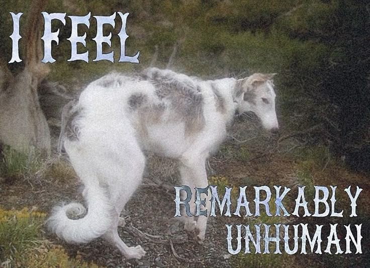 caninepoetry_'s tweet image. 