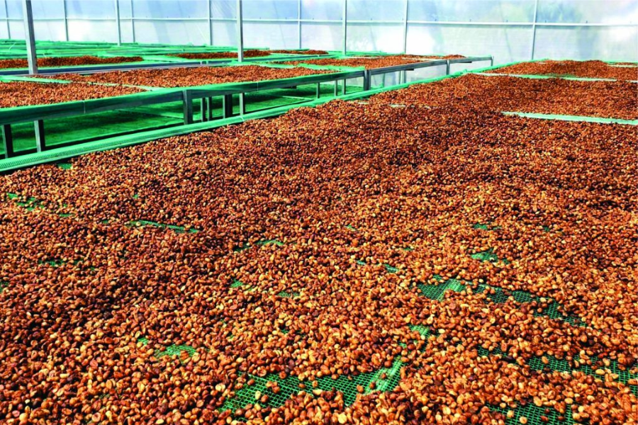 Takafe Coffee Roasters tweet media