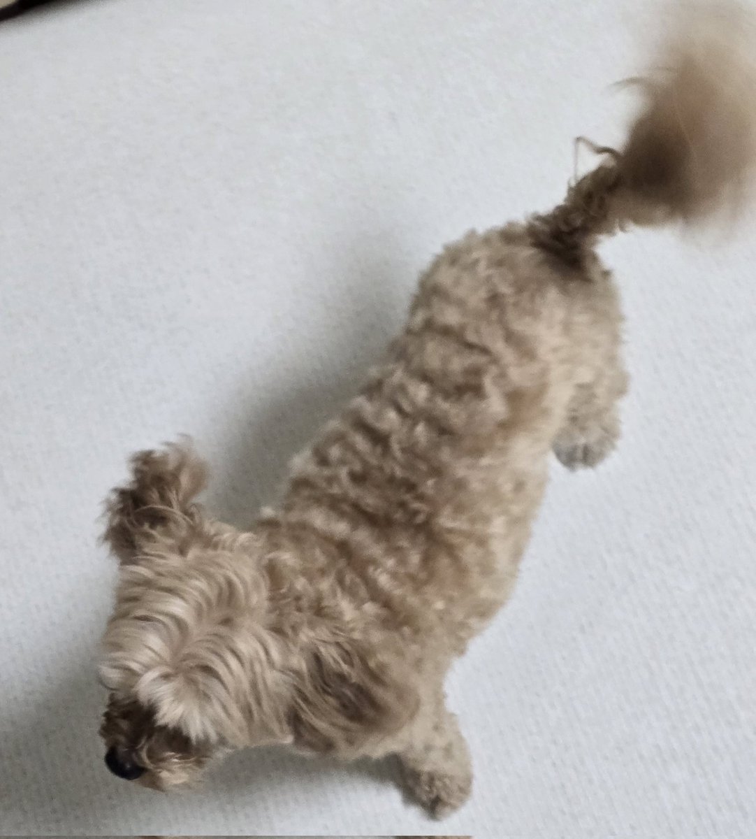 우리집 귀여운 멍뭉이의 꼬리 프로펠러