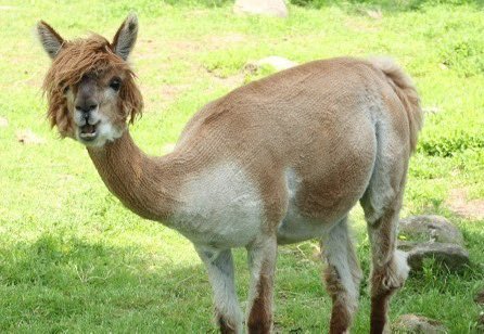 근데 이거 쫌 요네즈 켄시