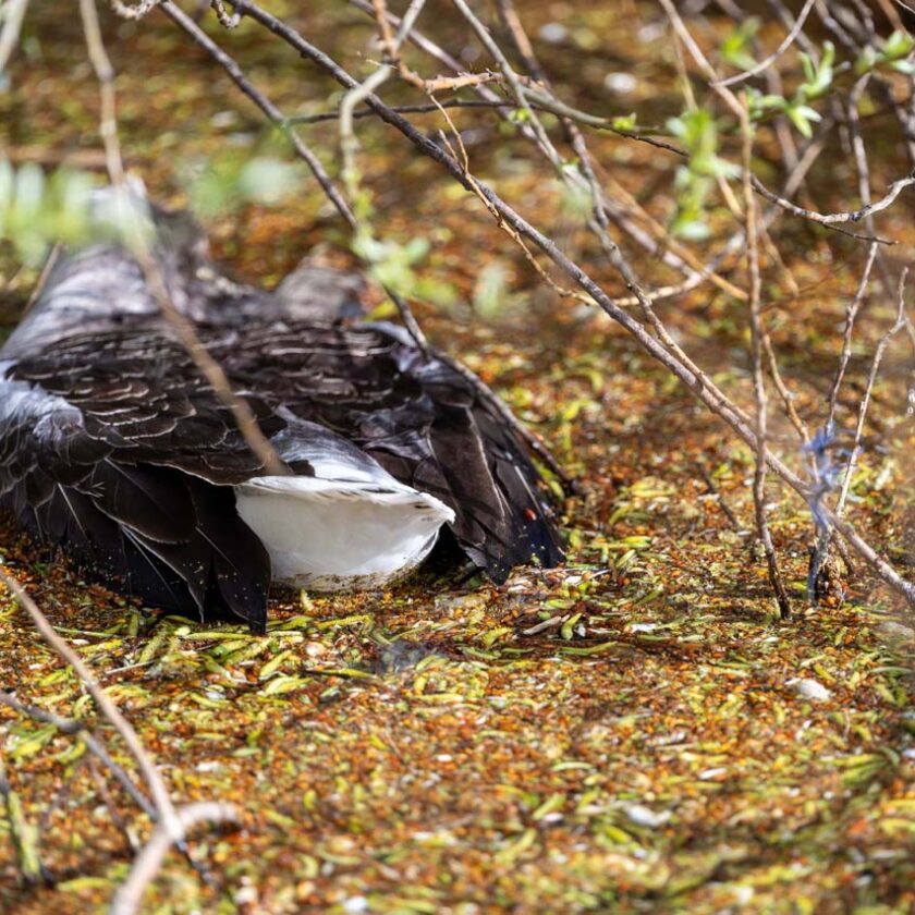 112Meerlanden.nl tweet media