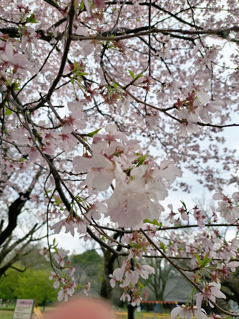 生ビール飲みながらお花見したかった🌸🍺
寒いので甘酒で温まります😋