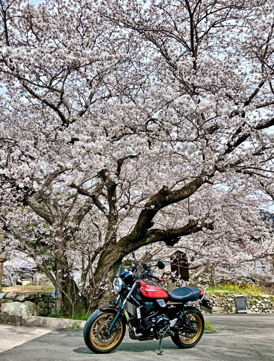 国宝長保寺の桜🌸を見てきました。spectacular🤩
#z650rs
