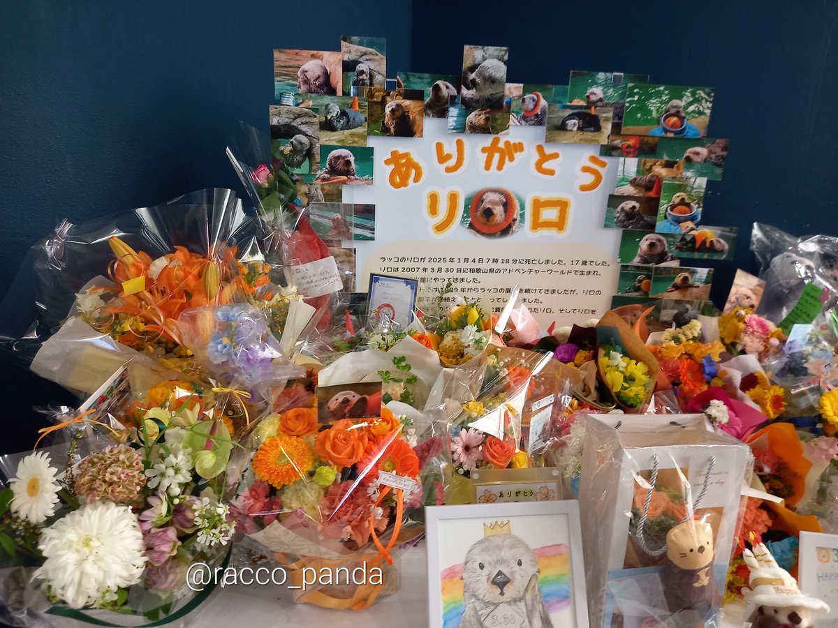 昨日はリロくんちへ行き沢山のラッコスキーの皆様とお会いしました
お誕生日祝いの🎂にリロくんアクスタで参加させて頂いたり初めて🦦ソフトを注文したり
リロアクスタ数の迫力に笑いながらお別れが寂しくもありました
出逢いがあれば別れもあるこの桜🌸の季節
リロくんに心から感謝です