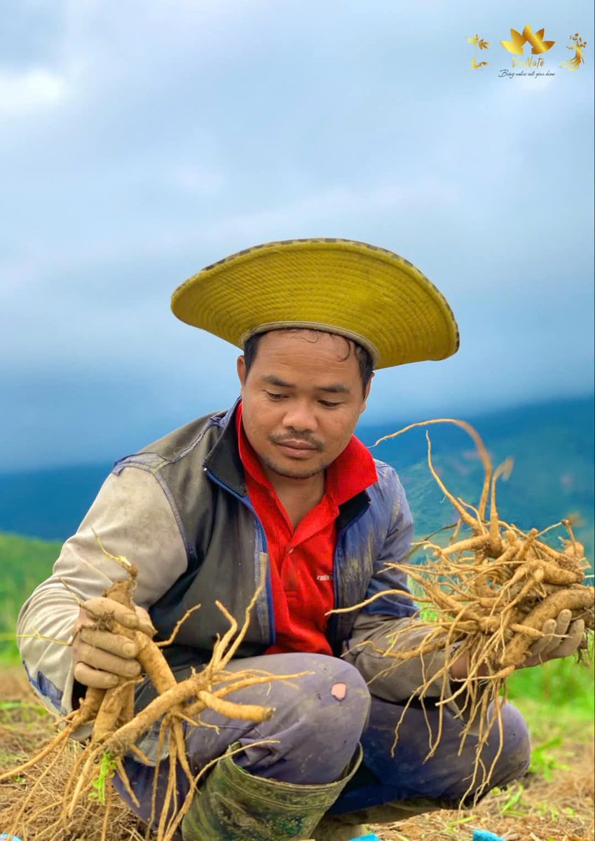 MsTiet93's tweet photo. Những hình ảnh của bà con Xơ đăng thu hoạch Hồng đẳng sâm trên dãy Ngọc Linh.
Bình yên khó tả...
Nét đẹp lao động tạo nên những sản phẩm chất lượng. https://t.co/043a8ziV9t