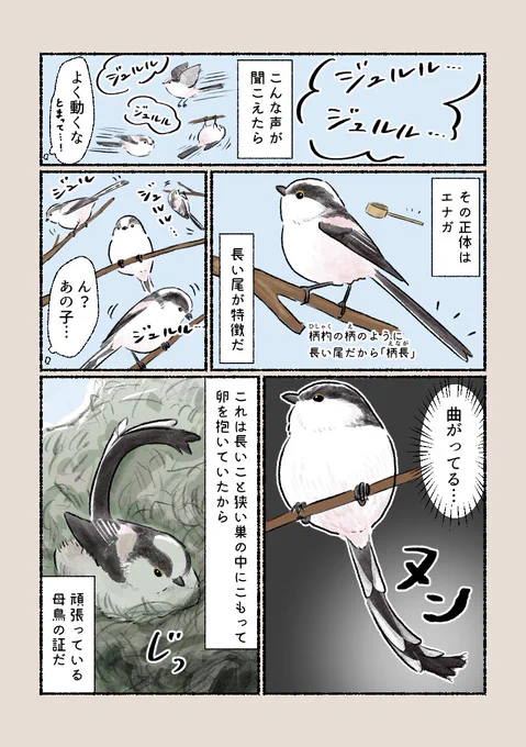 「自慢の尾が!」
長い尾が特徴のエナガ。その尾が曲がっていたら…? 
