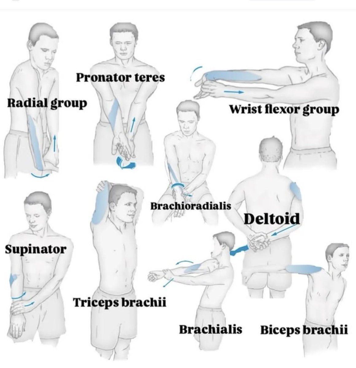 Muscle stretches