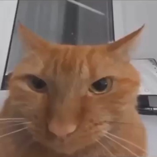 hey